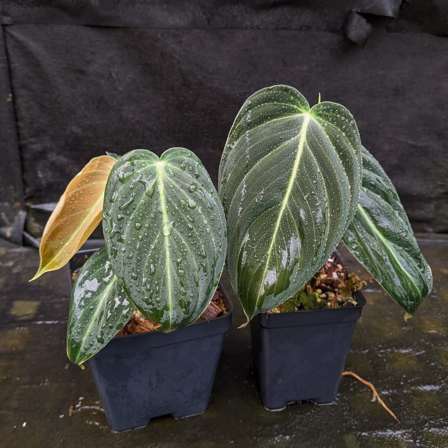 large philodendron melanochrysum Philodendron melanochrysum – Carnivero