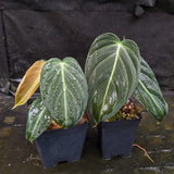 Philodendron melanochrysum