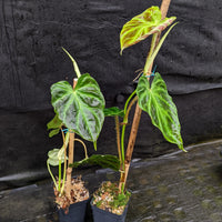 Philodendron verrucosum "Ecuagenera 2"