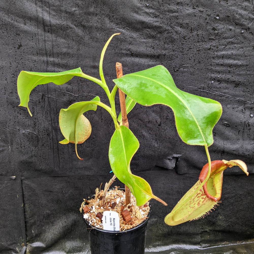 
                      
                        Nepenthes (Rokko x boschiana) x veitchii EP clone #10
                      
                    