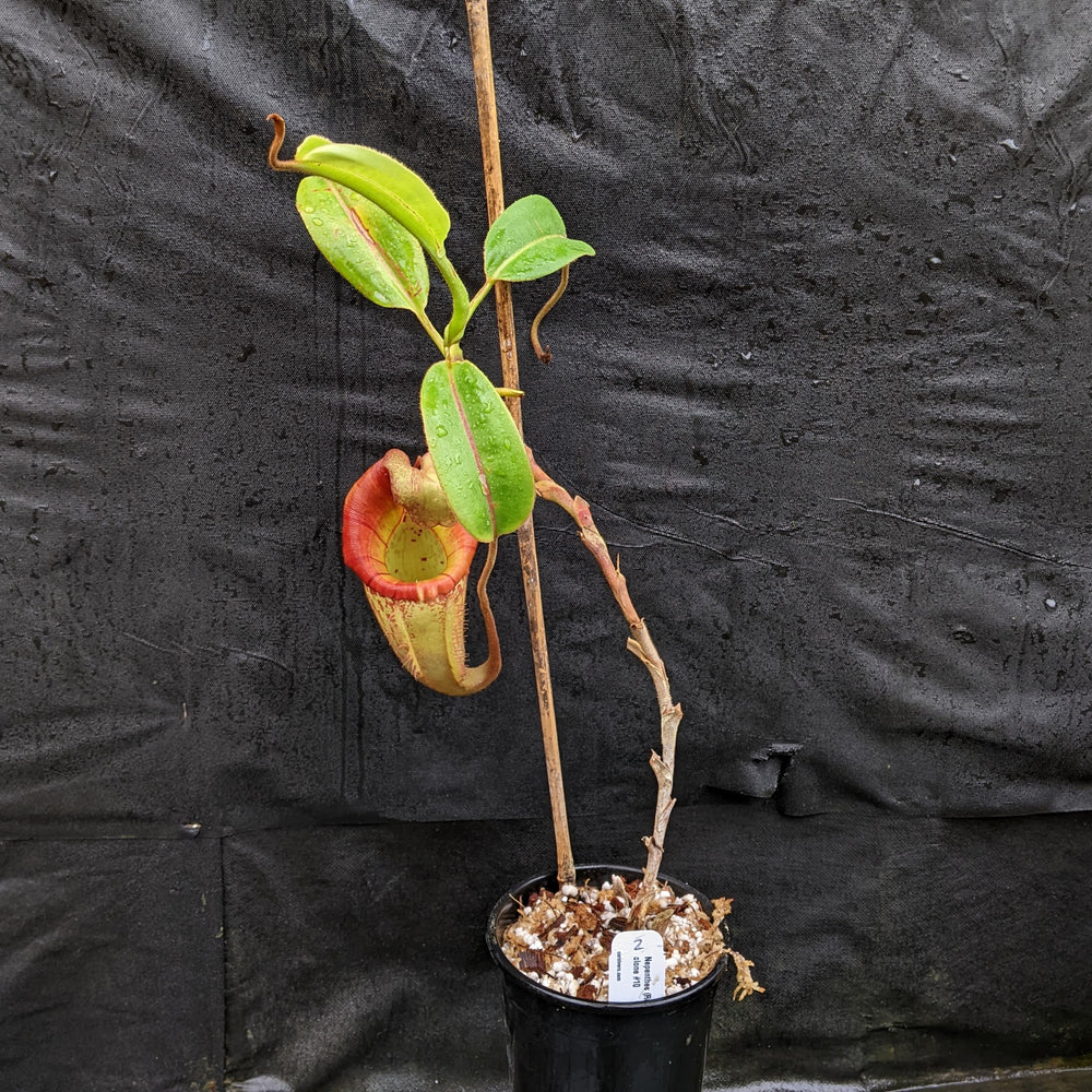 Nepenthes (Rokko x boschiana) x veitchii EP clone #10