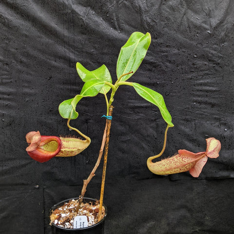 Nepenthes Rokko x boschiana x veitchii EP clone 10 with bright green leaves and two large red pitchers