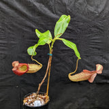 Nepenthes (Rokko x boschiana) x veitchii EP clone #10