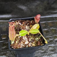 Nepenthes "Ruby"