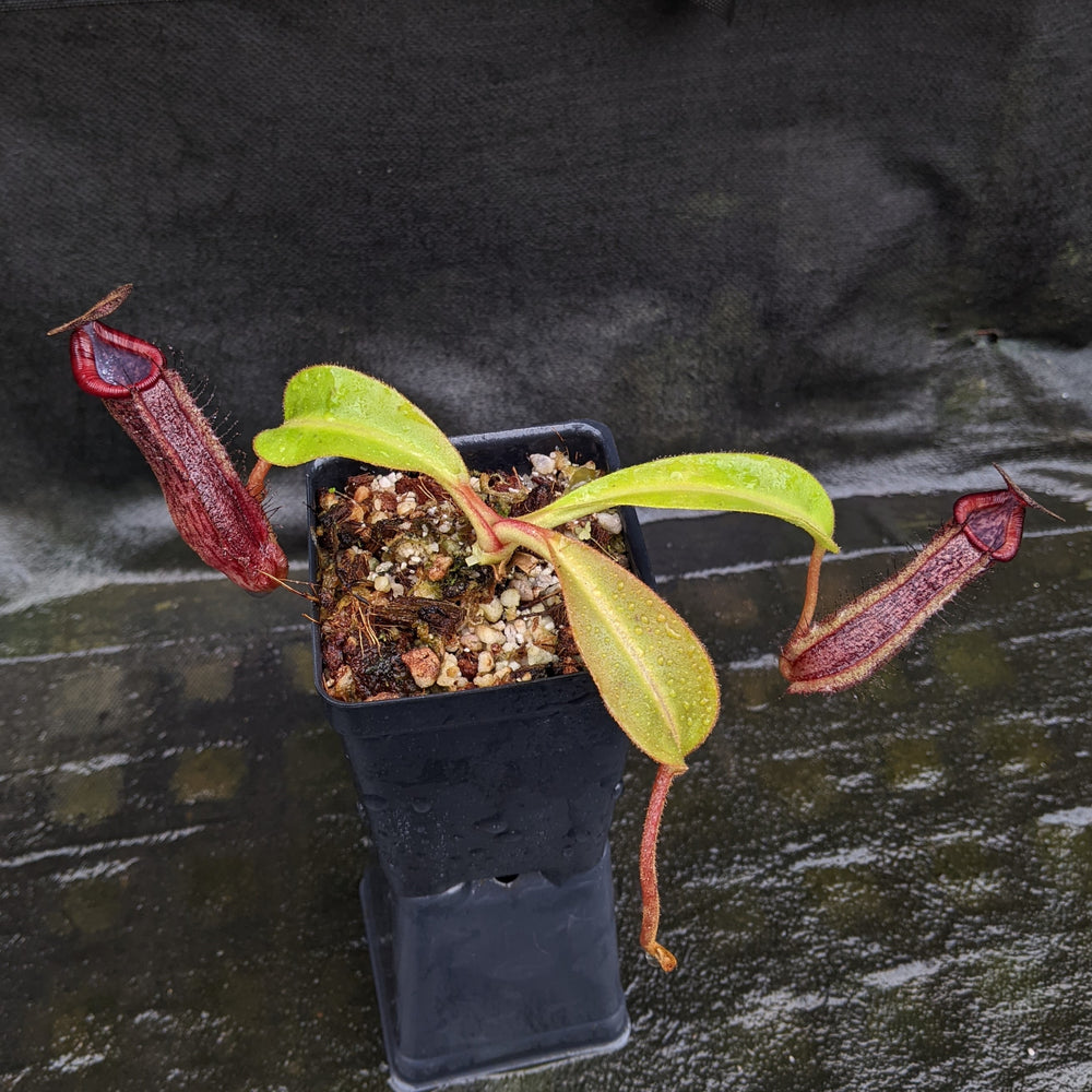 
                      
                        Nepenthes "Ruby"
                      
                    