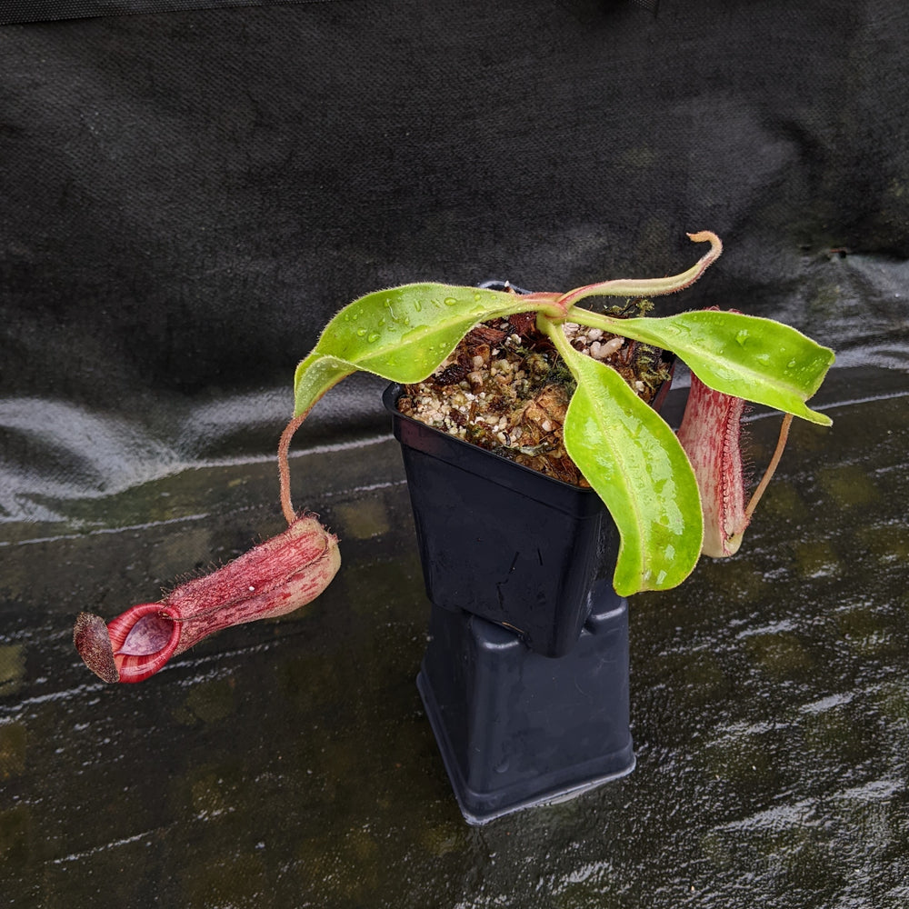 
                      
                        Nepenthes "Ruby"
                      
                    