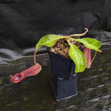 Nepenthes "Ruby"
