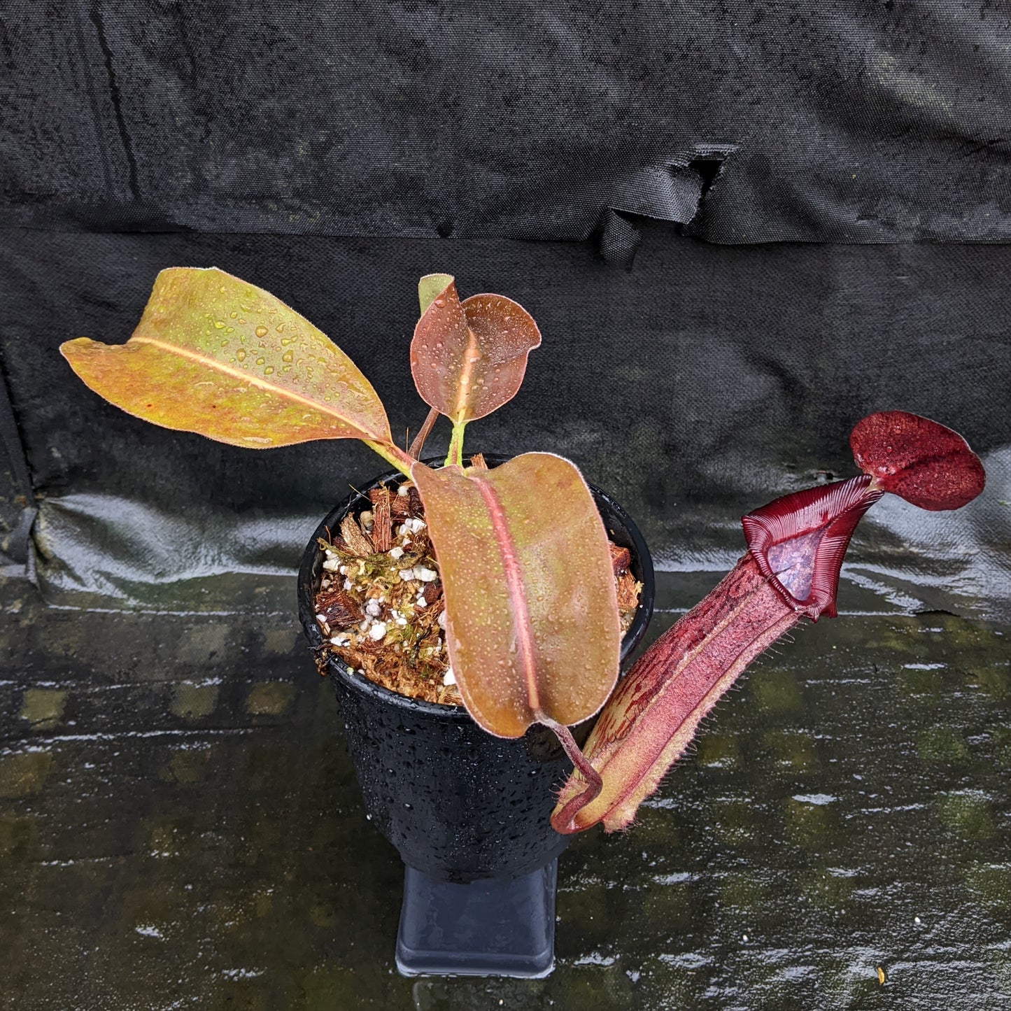 Nepenthes "Ruby"