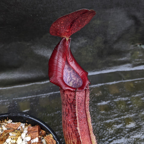 Deep red Nepenthes Ruby pitcher with a ribbed lip and flared hood