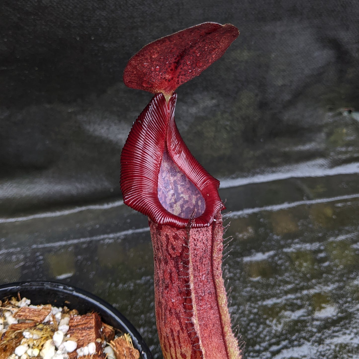 Nepenthes "Ruby"