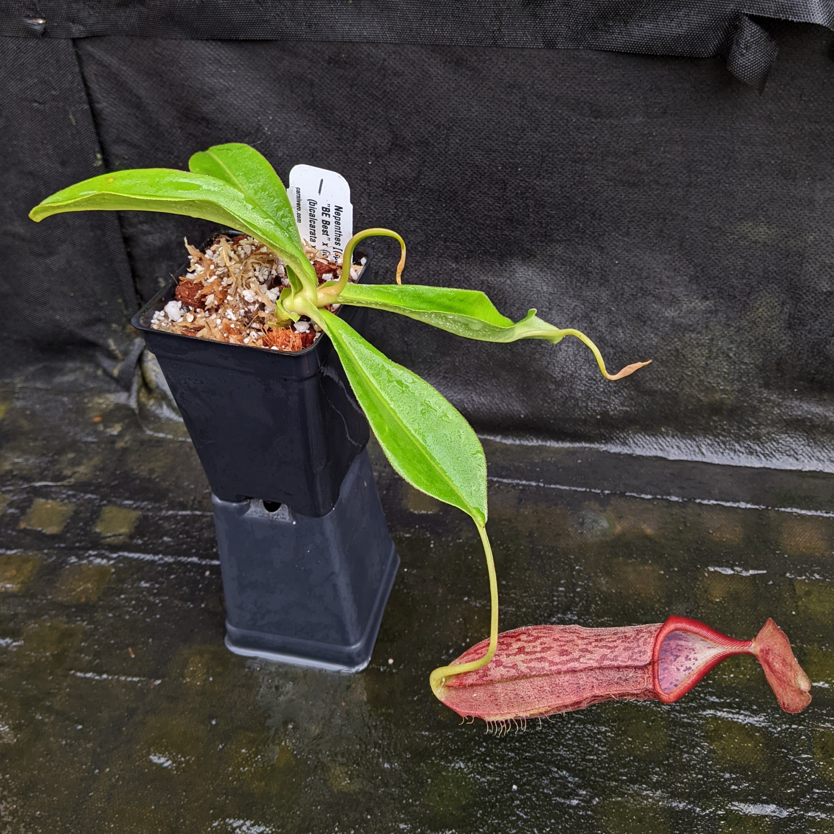 Nepenthes [(spathulata x spectabilis 