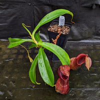 Nepenthes [(spathulata x spectabilis "BE Best") x (lowii x veitchii)] x (bicalcarata x campanulata), CAR-0331