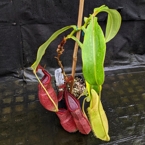 Nepenthes carnivorous plant with several red pitcher traps and long green leaves against a dark background.
