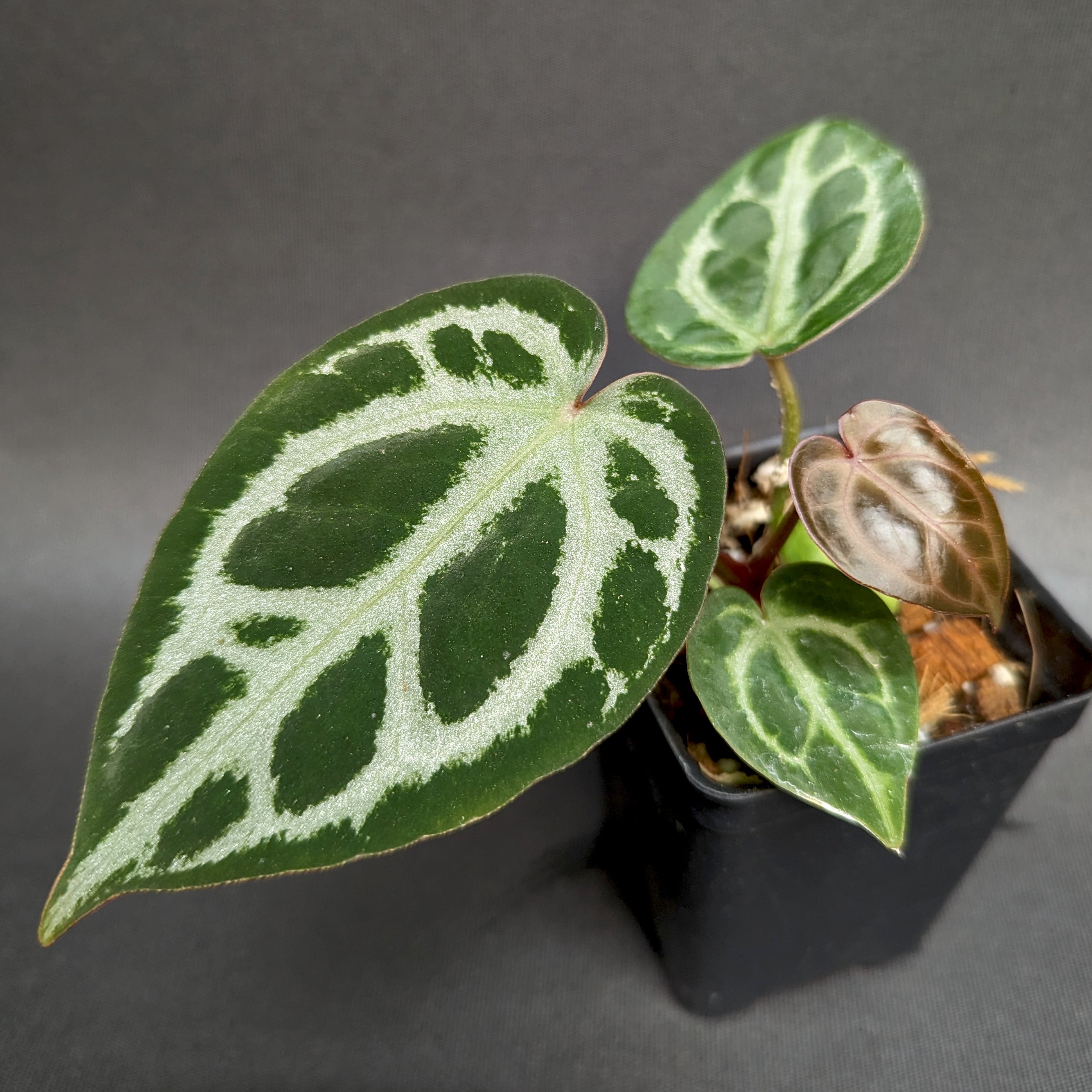 d*様 anthurium docblock Scarlet s1 セレクト 🌱 Anthurium docblock