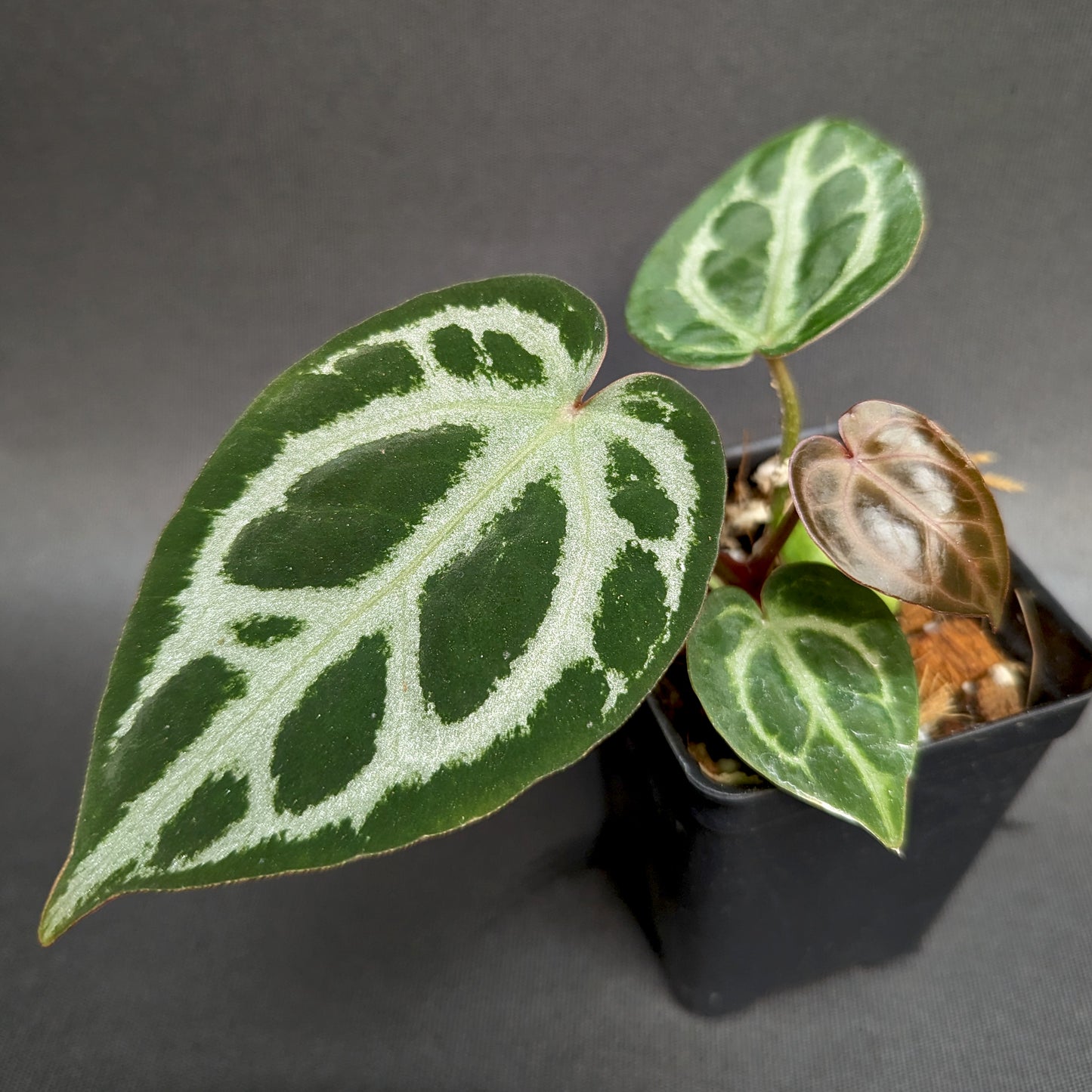 doc block anthurium Anthurium Doc Block F2 x Silver Blush – Carnivero