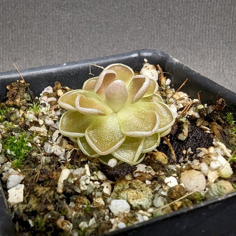 Pinguicula ehlersiae Victoria butterwort rosette with pale green curved leaves in a gritty potting mix.