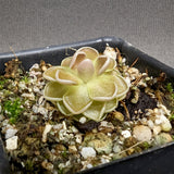 Pinguicula ehlersiae 'Victoria'