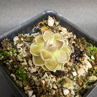 Pinguicula ehlersiae 'Victoria'