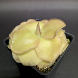 Pinguicula 'John Rizzi' mexican butterwort, Butterwort, carnivorous plant, gnat eating plant, beginner plant, fungus gnat eating plant, easy to grow, ping, Mexican butterwort, ping plant.