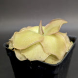Pinguicula 'John Rizzi'
