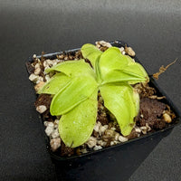 Pinguicula 'Golden Eye'