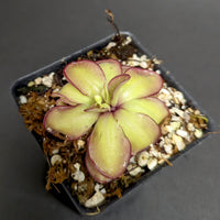 Pinguicula laueana CP2 x emarginata mexican butterwort, Butterwort, carnivorous plant, gnat eating plant, beginner plant, fungus gnat eating plant, easy to grow, ping, Mexican butterwort, ping plant.