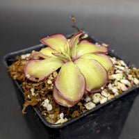 Pinguicula laueana CP2 x emarginata mexican butterwort, Butterwort, carnivorous plant, gnat eating plant, beginner plant, fungus gnat eating plant, easy to grow, ping, Mexican butterwort, ping plant.