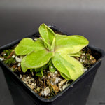 Pinguicula 'Razzberry Blonde' Variegated
