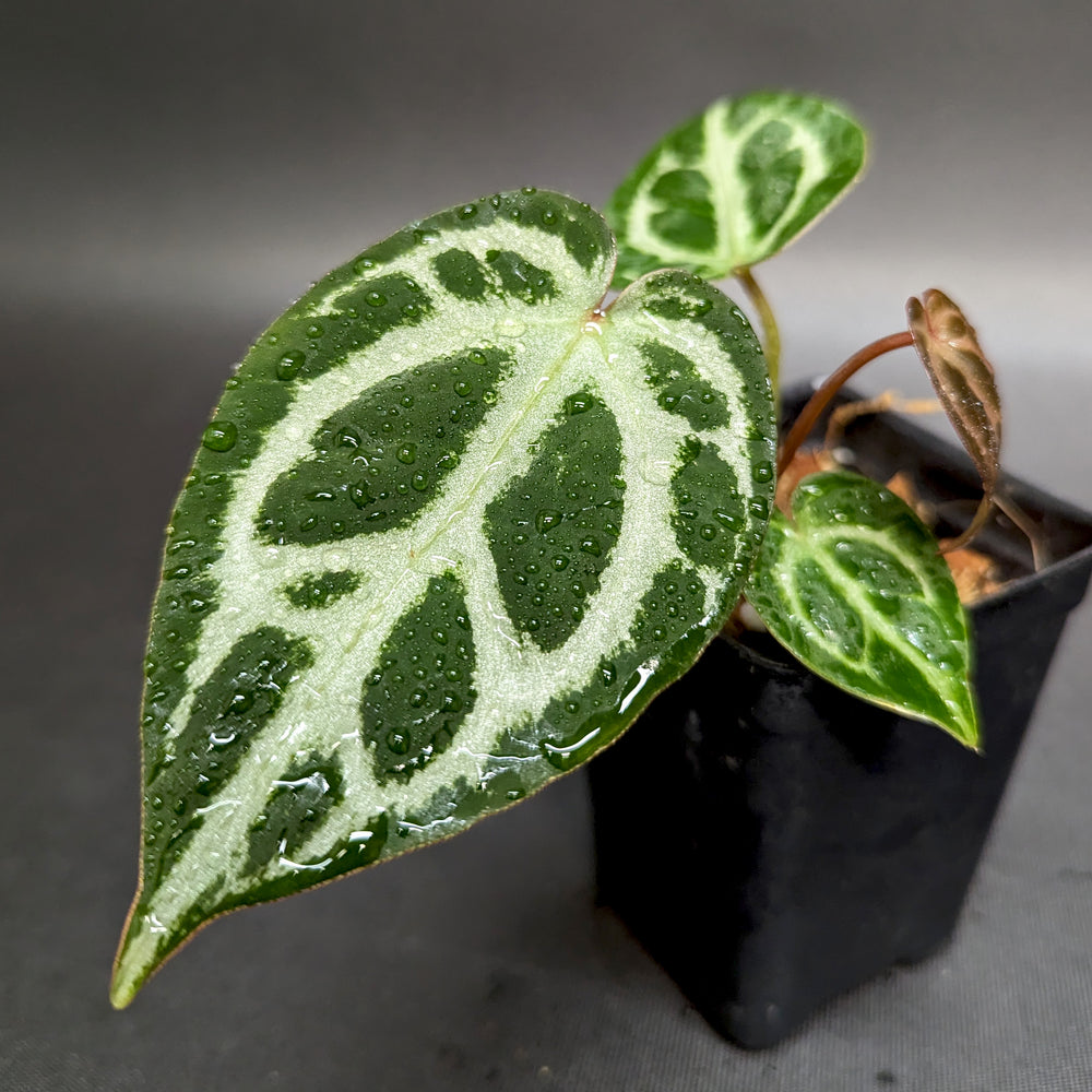 Anthurium Doc Block F2 x Silver Blush