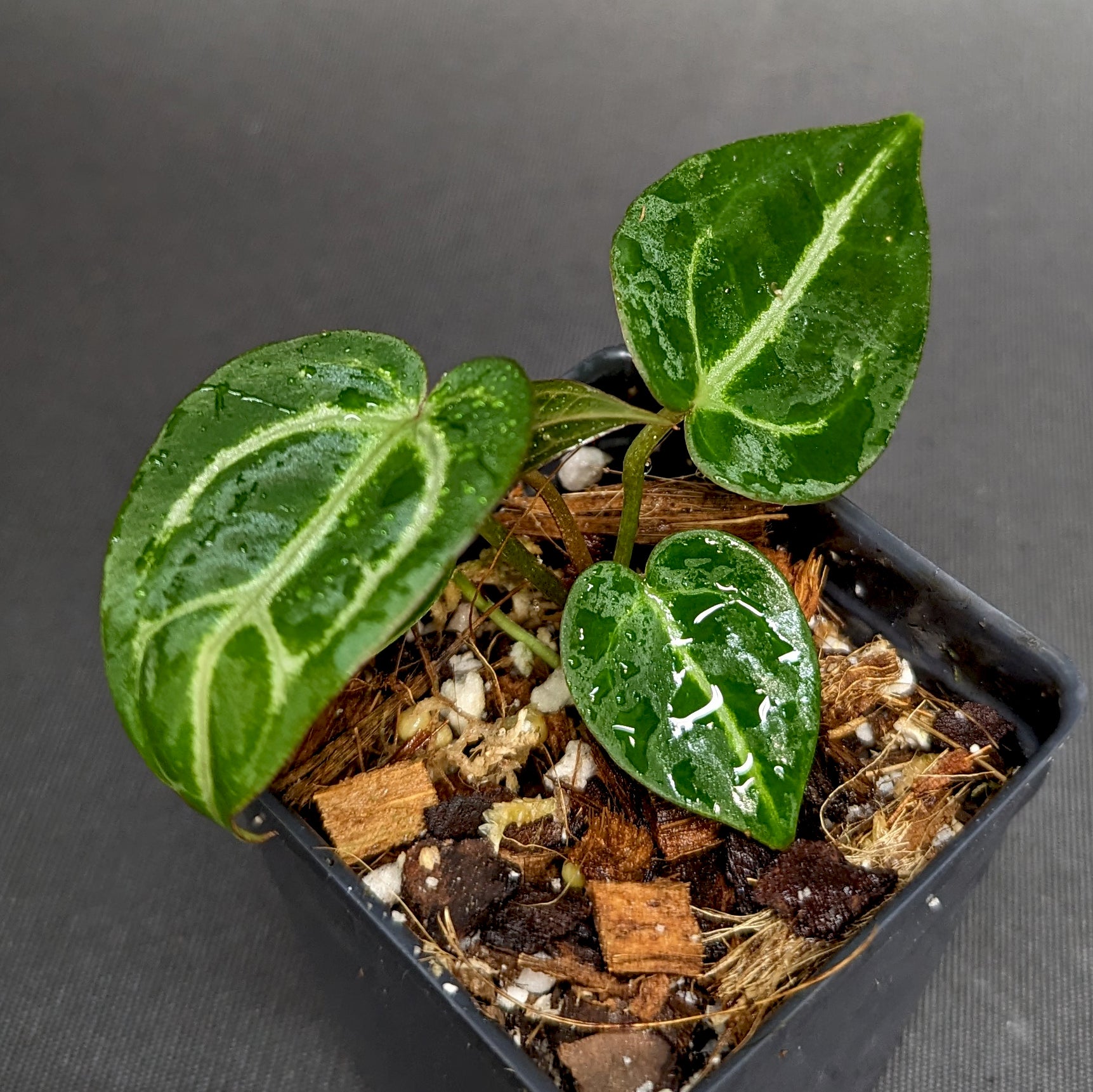 Anthurium Doc Block F2 x Silver Blush – Carnivero
