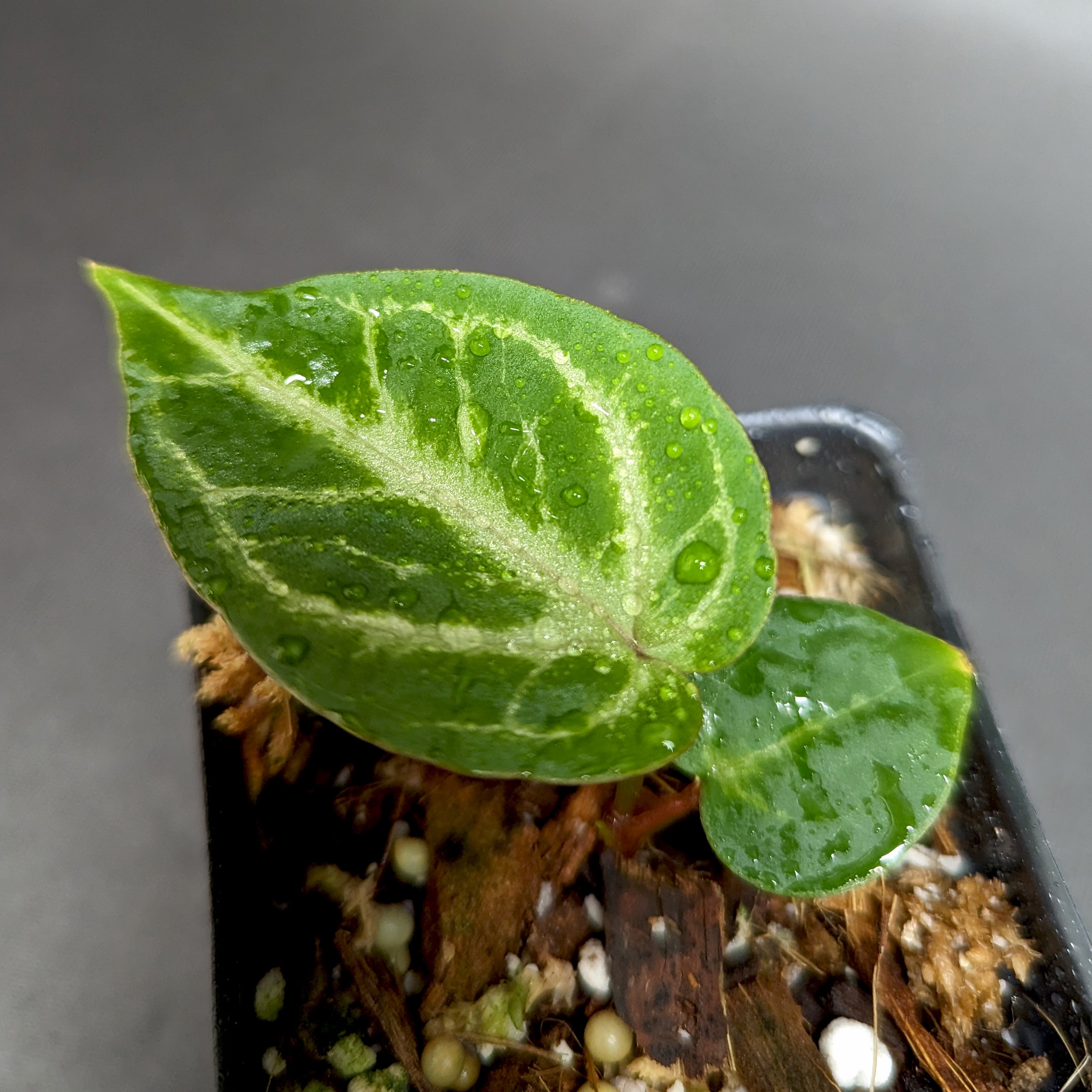 Anthurium Silver Blush x Michelle – Carnivero