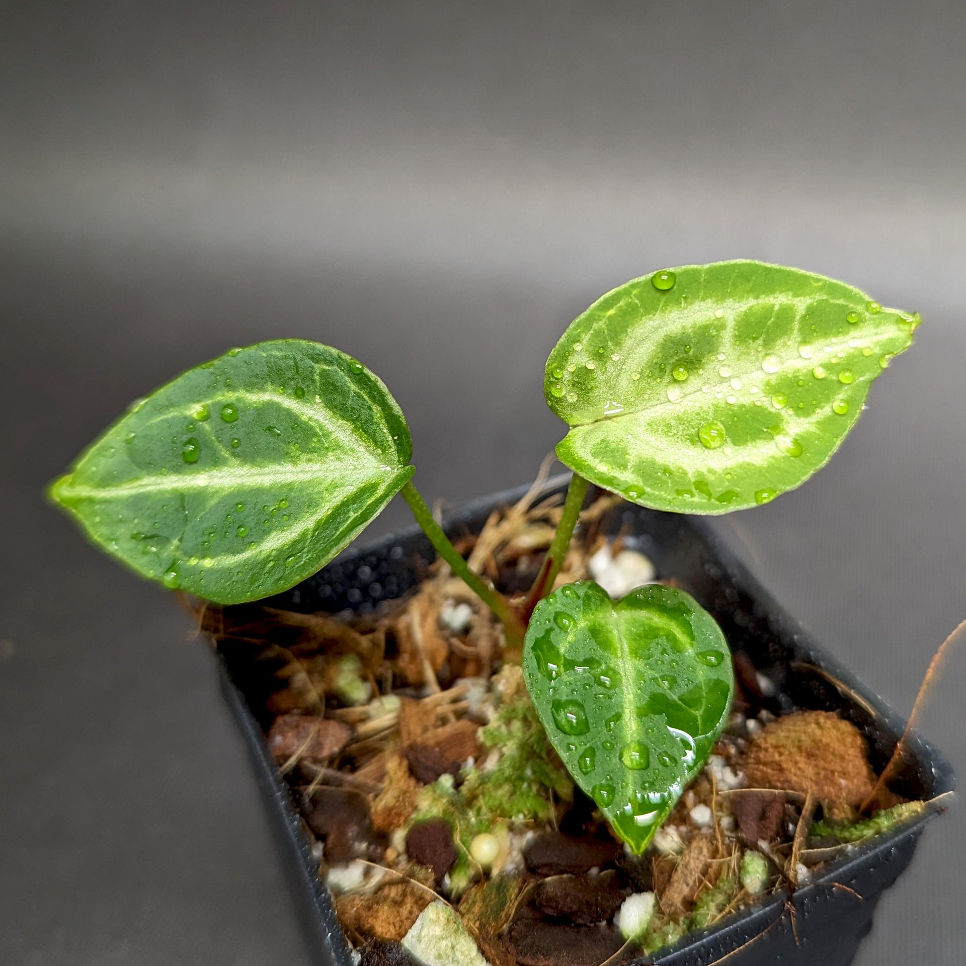 anthurium silver bush Anthurium Silver Blush x Michelle – Carnivero