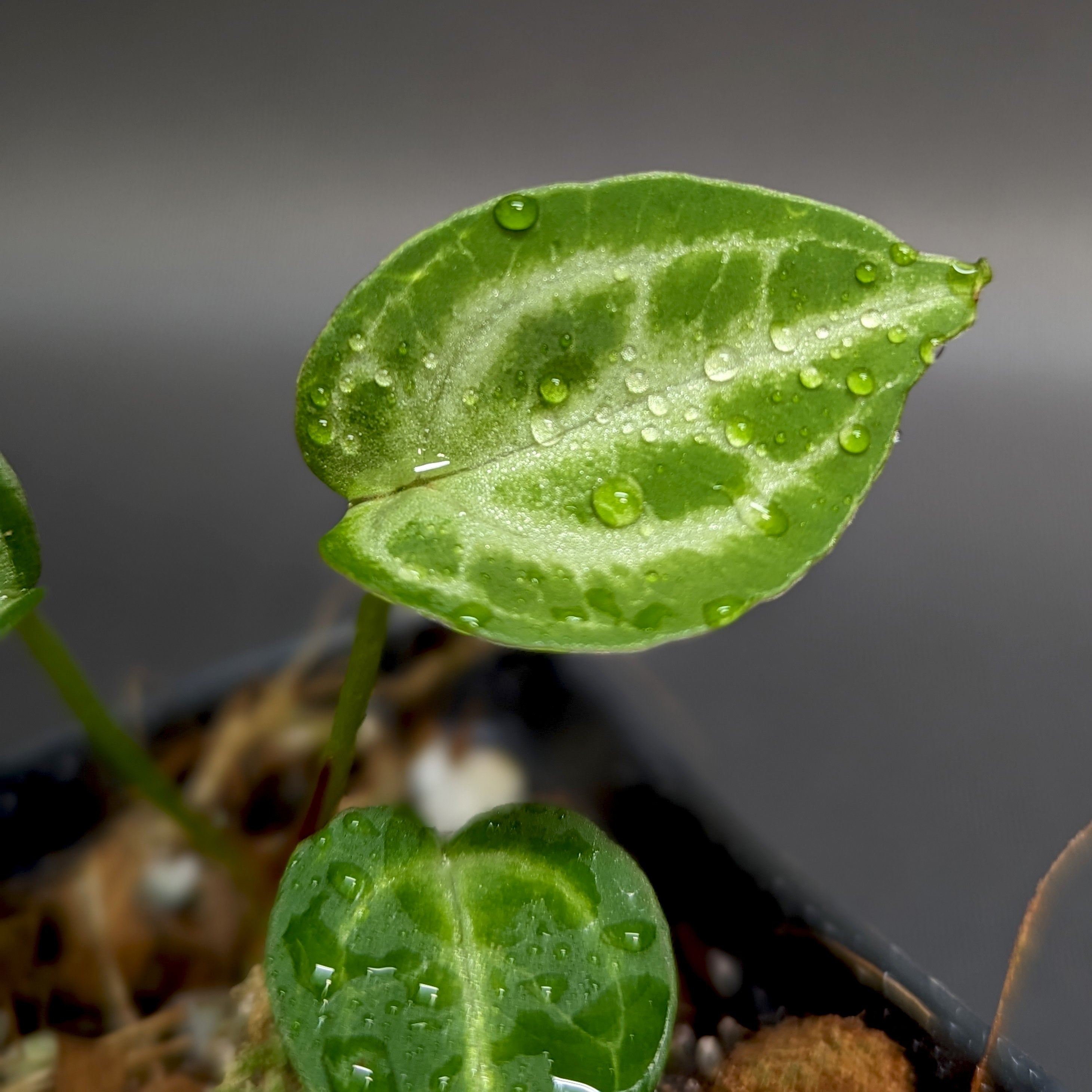 Anthurium Silver Blush x Michelle – Carnivero