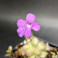 Pinguicula hemiepiphytica x cyclosecta Butterwort