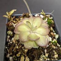 Pinguicula hemiepiphytica x cyclosecta