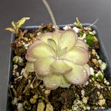 Pinguicula hemiepiphytica x cyclosecta Butterwort