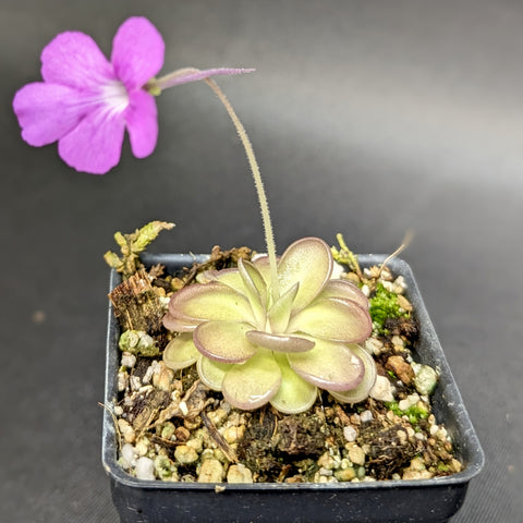 Butterwort Pinguicula hemiepiphytica x cyclosecta with a vivid purple flower on a tall stalk above a compact rosette.