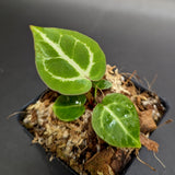 Anthurium Silver Blush x Red Crystallinum - NSE