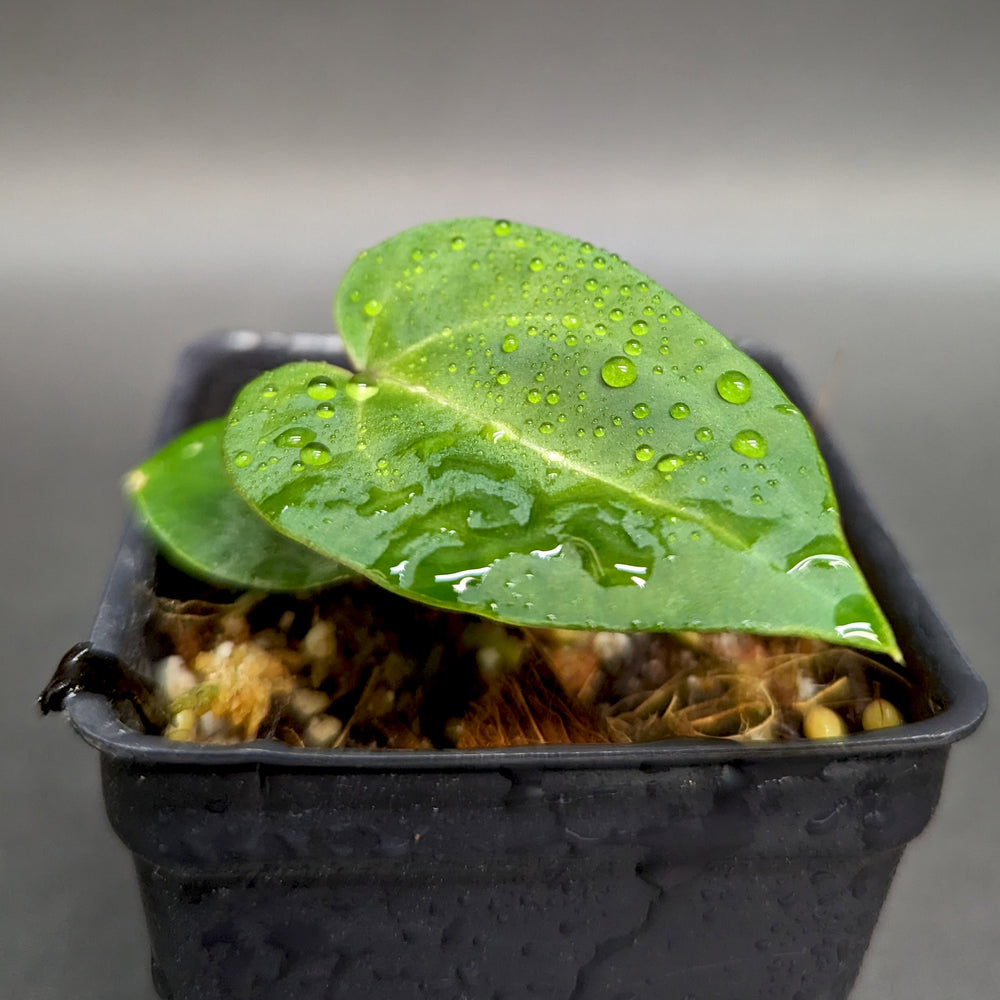 
                      
                        Anthurium Doc Block F2 x besseae aff.
                      
                    