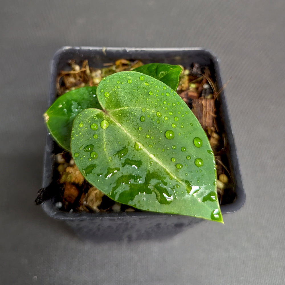 
                      
                        Anthurium Doc Block F2 x besseae aff.
                      
                    