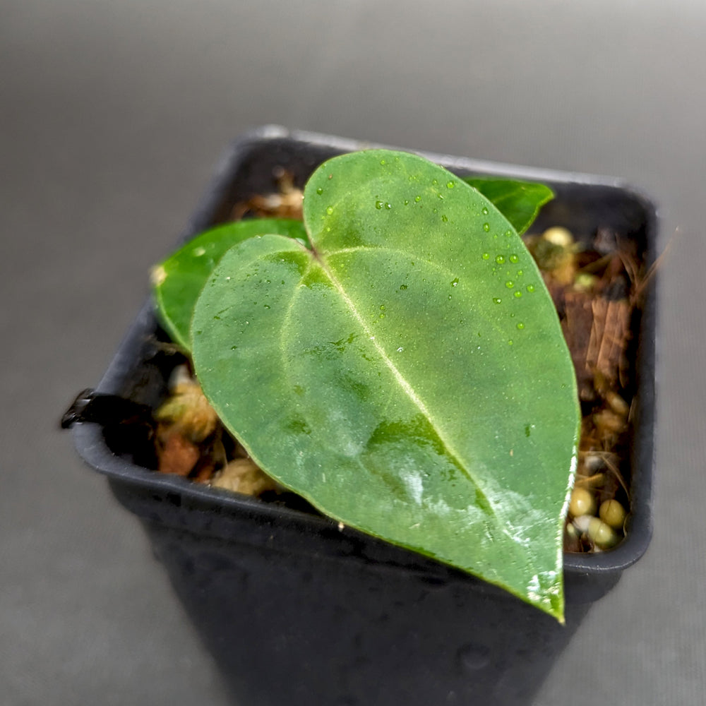 
                      
                        Anthurium Doc Block F2 x besseae aff.
                      
                    