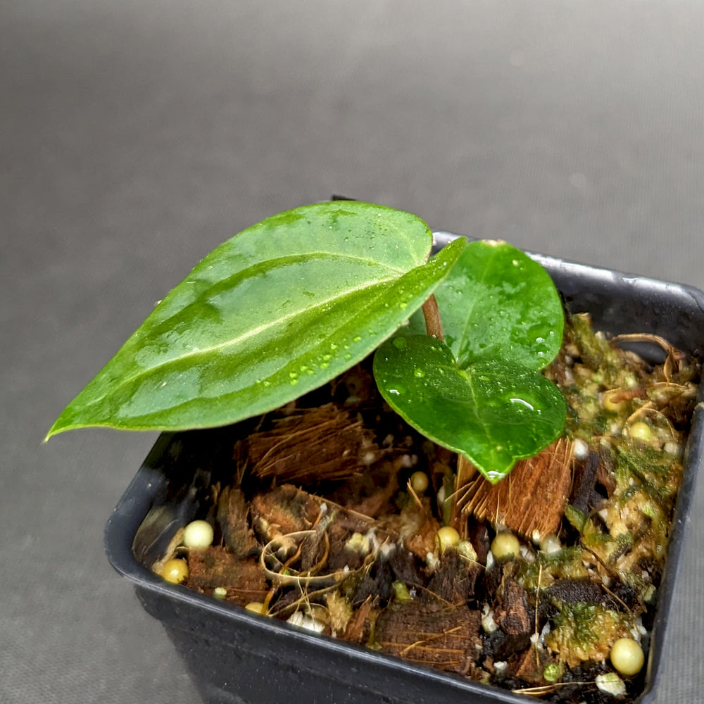 
                      
                        Anthurium Doc Block F2 x besseae aff.
                      
                    