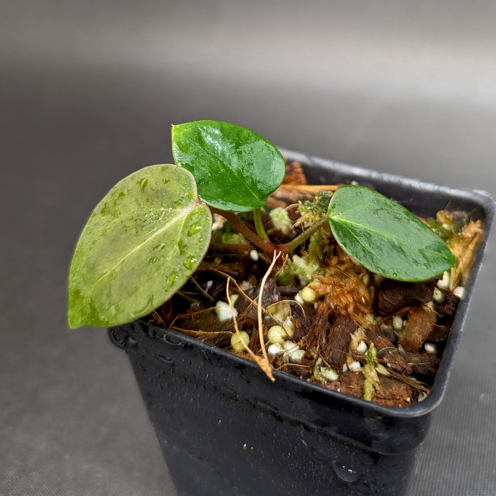 
                      
                        Anthurium Doc Block F2 x besseae aff.
                      
                    