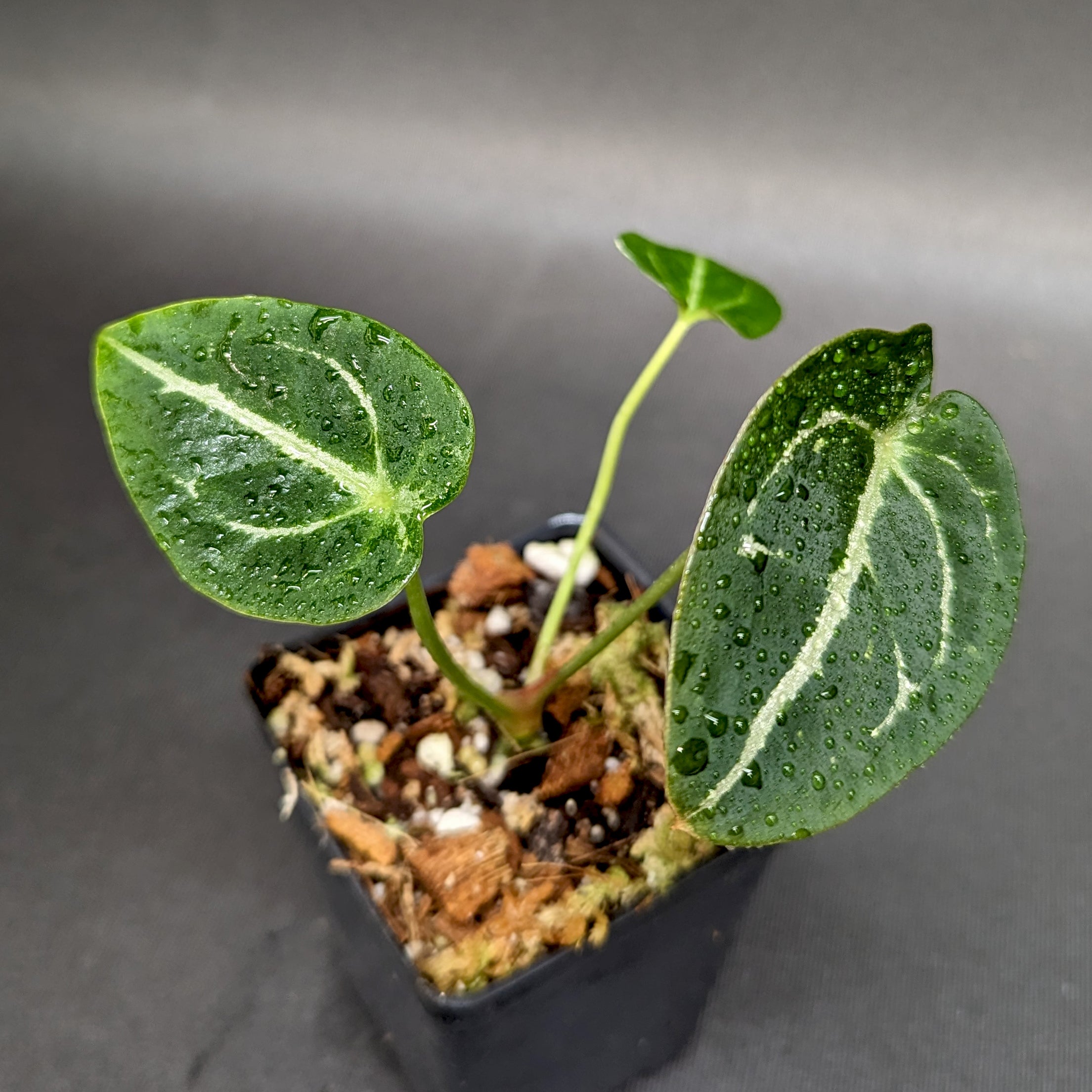 Anthurium forgetii (silver) – Carnivero