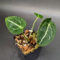 Anthurium forgetii (silver)