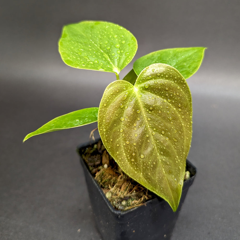 
                      
                        Anthurium moodeanum x veitchii, CAR-0332
                      
                    