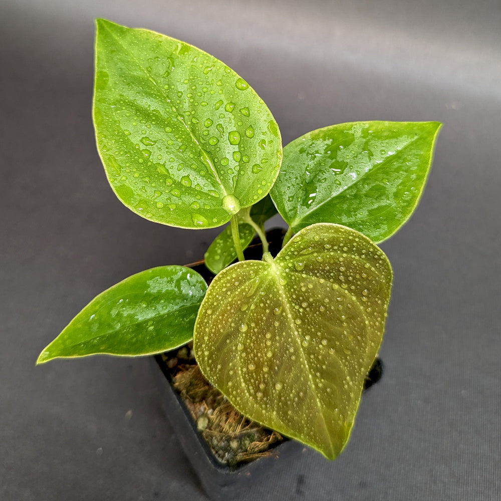 
                      
                        Anthurium moodeanum x veitchii, CAR-0332 Tissue Culture Flask
                      
                    