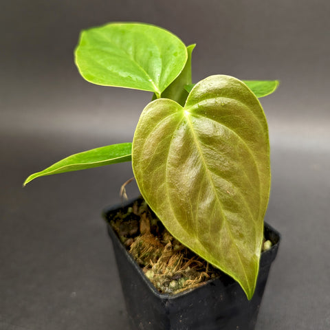 Young Anthurium moodeanum x veitchii plant with a bronze tinted new leaf and bright green foliage in a small black pot.