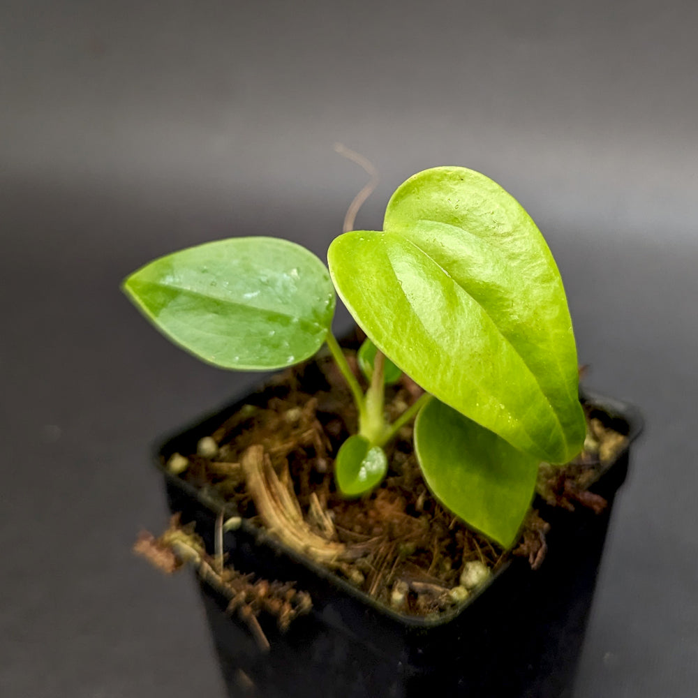
                      
                        Anthurium moodeanum x veitchii, CAR-0332
                      
                    