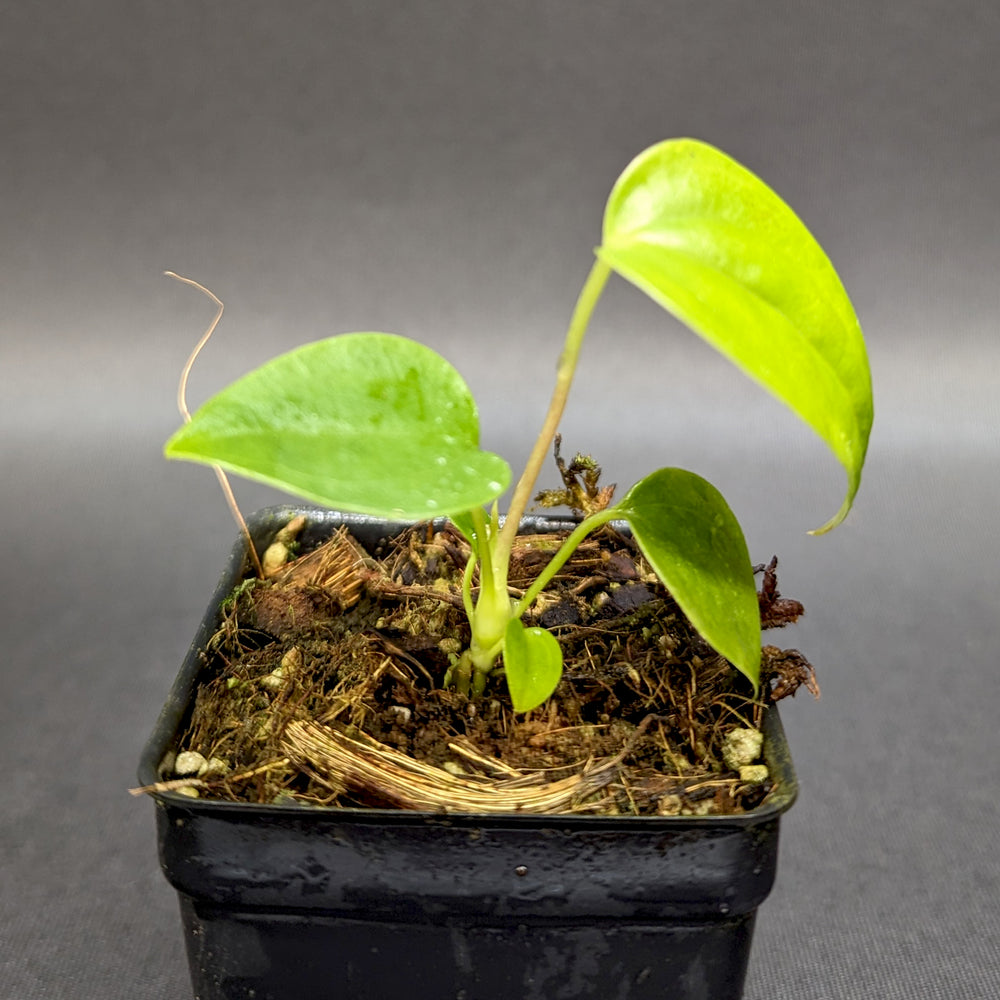 
                      
                        Anthurium moodeanum x veitchii, CAR-0332
                      
                    